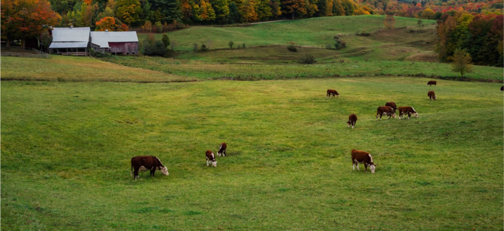 maplebrook_image